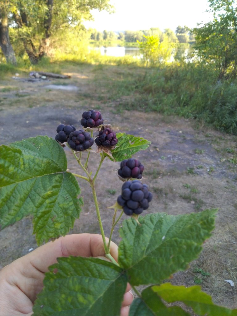 Земельный участок для глэмпинга Самарская область